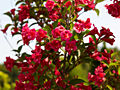 Weigela Eva Rathke IMG_4516 Krzewuszka